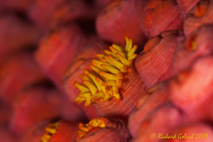 Raja Ampat-Tentacles on the polyps-Canon 50 D 100 mm macr... by Richard Goluch 